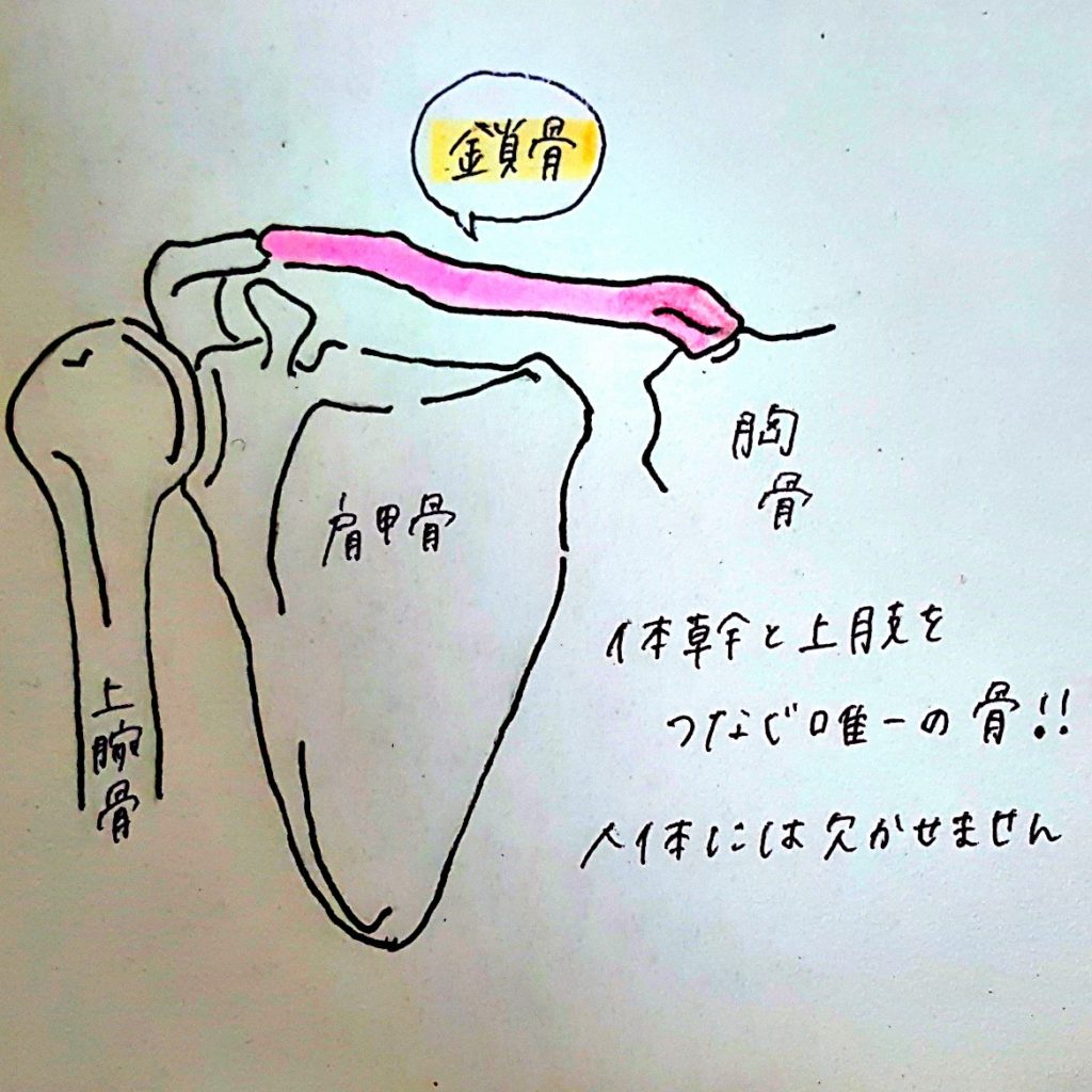 鎖骨と肩甲骨
