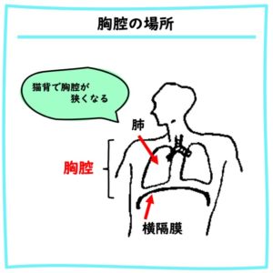 胸腔の位置