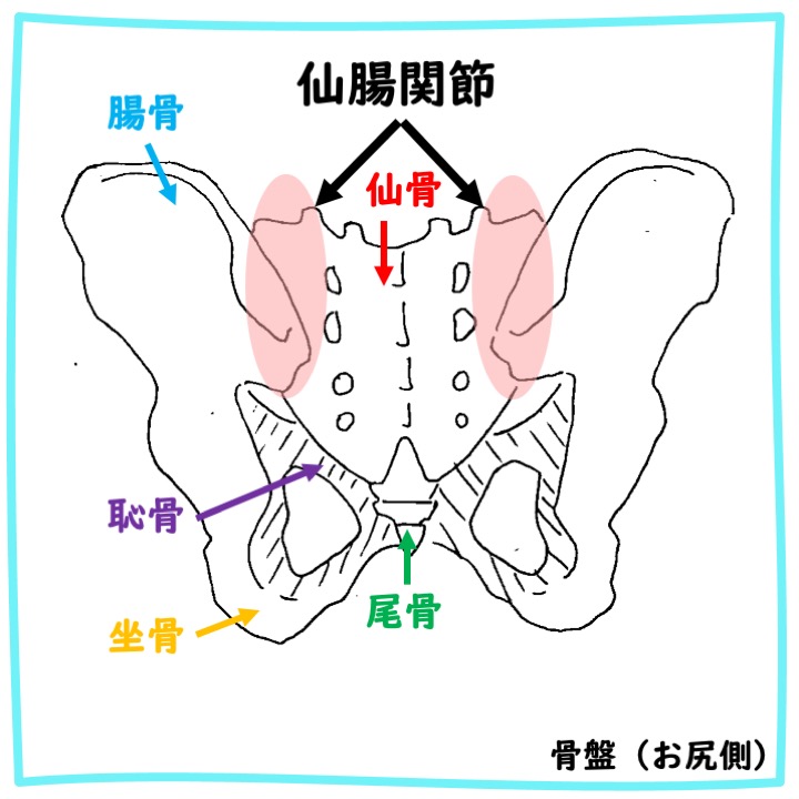 【骨盤が原因の腰痛】仙腸関節痛を西宮の骨盤整体院が解説 | 西宮市の整体 鳴尾ぴっと骨盤整体院