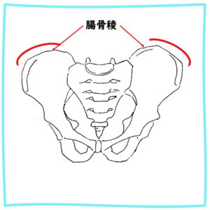 骨盤の腸骨稜
